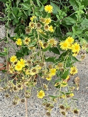 Pentanema britannica