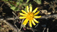 Cuspidia cernua annua