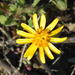 Cuspidia cernua annua - Photo 由 Shaun Swanepoel 所上傳的 (c) Shaun Swanepoel，保留部份權利CC BY-NC-SA
