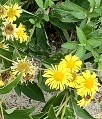 Pentanema britannica