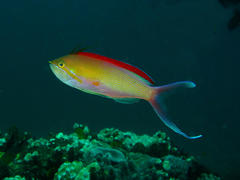 Threadfin Anthias photo 5