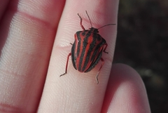 Graphosoma interruptum