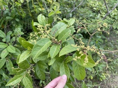 Hippocratea volubilis