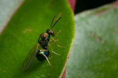 Orasema costaricensis