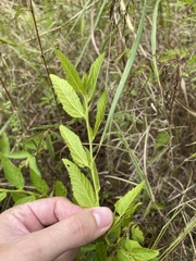 Sida glomerata