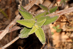Coleus alloplectus