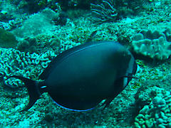 Acanthurus leucocheilus