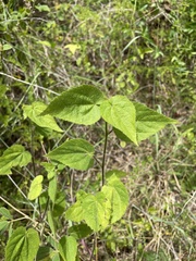 Sida urens