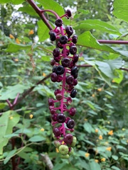 Phytolacca americana