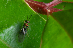 Orasema costaricensis