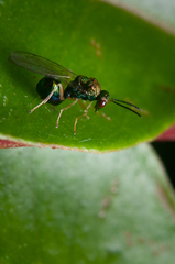 Orasema costaricensis