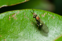 Orasema costaricensis