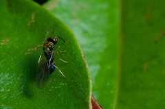 Orasema costaricensis