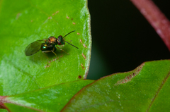 Orasema costaricensis
