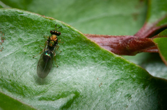 Orasema costaricensis