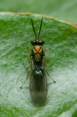 Orasema costaricensis