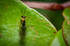 Orasema costaricensis