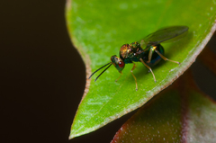 Orasema costaricensis