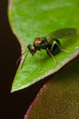 Orasema costaricensis