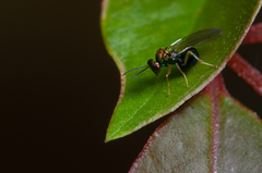 Orasema costaricensis