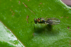 Orasema costaricensis