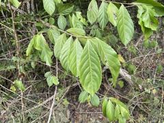 Casearia guianensis