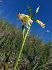 Fritillaria liliacea