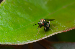 Orasema costaricensis