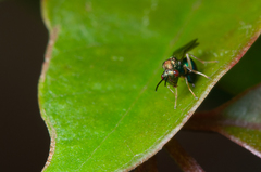 Orasema costaricensis