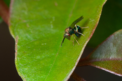 Orasema costaricensis
