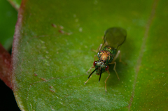 Orasema costaricensis