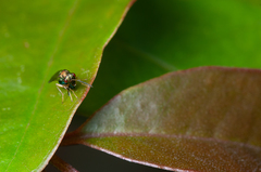 Orasema costaricensis