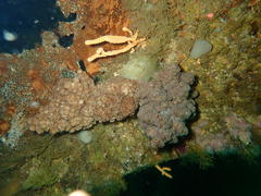 Eunephthya thyrsoidea