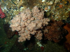 Eunephthya thyrsoidea