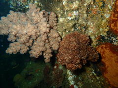 Eunephthya thyrsoidea