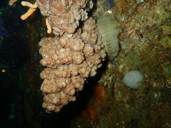 Eunephthya thyrsoidea