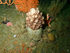 Eunephthya thyrsoidea