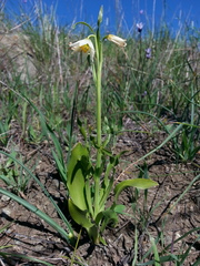Fritillaria liliacea
