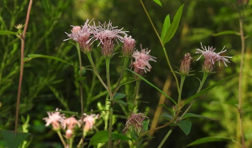 Brickellia cordifolia Elliott