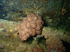 Eunephthya thyrsoidea