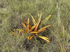 Aechmea blanchetiana
