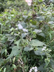 Ageratina