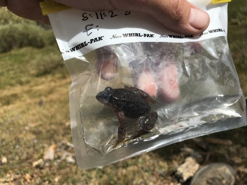 iNaturalist observation photo of Southern Mountain Yellow-legged Frog