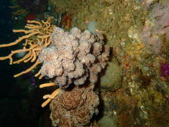 Eunephthya thyrsoidea