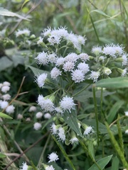 Ageratina