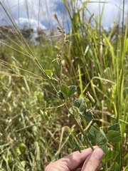 Rhynchosia reticulata