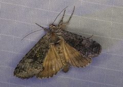 Syngrapha viridisigma