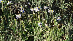 Felicia muricata muricata