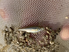 Siphateles boraxobius