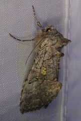 Syngrapha viridisigma